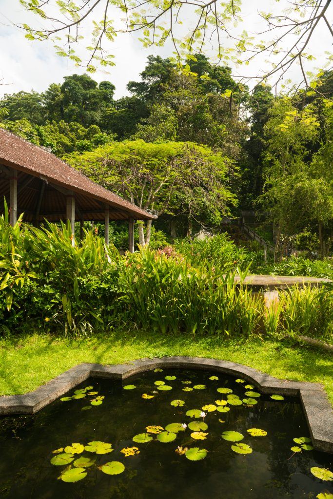Lotus pond in Indonesian park
