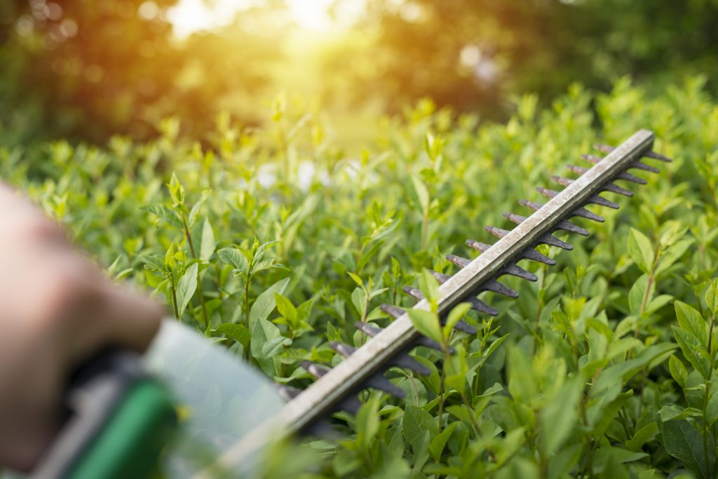 Bush pruning with hedge trimmer.
